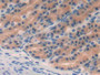 DAB staining on IHC-P; Sample: Rat Stomach Tissue; Primary Ab: 20ug/ml Mouse Anti-Rat EGF Antibody Second Ab: 2ug/mL HRP-Linked Caprine Anti-Mouse IgG Polyclonal Antibody