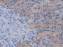 DAB staining on IHC-P; Sample: Rat Stomach Tissue; Primary Ab: 20ug/ml Mouse Anti-Rat EGF Antibody; Second Ab: 2ug/mL HRP-Linked Caprine Anti-Mouse IgG Polyclonal Antibody