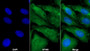 AF488 staining on IF; Sample: HepG2 cell; Primary Ab: 20ug/ml Mouse Anti-Human TGFb3 Antibody; Second Ab: 2ug/ml AF488-Linked Caprine Anti-Mouse IgG Polyclonal Antibody