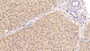 DAB staining on IHC-P; Sample: Human Liver Tissue; Primary Ab: 30ug/ml Mouse Anti-Human LRG1 Antibody Second Ab: 2ug/mL HRP-Linked Caprine Anti-Mouse IgG Polyclonal Antibody