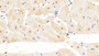 DAB staining on IHC-P; Sample: Human Cardiac Muscle Tissue; Primary Ab: 20ug/ml Mouse Anti-Human CNX Antibody; Second Ab: 2ug/mL HRP-Linked Caprine Anti-Mouse IgG Polyclonal Antibody