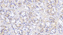 DAB staining on IHC-P; Sample: Human Stomach Tissue; Primary Ab: 30ug/ml Mouse Anti-Human IGFBP1 Antibody; Second Ab: 2ug/mL HRP-Linked Caprine Anti-Mouse IgG Polyclonal Antibody