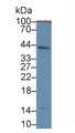 Western Blot; Sample: Human Saliva; Primary Ab: 2ug/ml Mouse Anti-Human SERPINB3 Antibody Second Ab: 0.2ug/mL HRP-Linked Caprine Anti-Mouse IgG Polyclonal Antibody