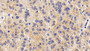 DAB staining on IHC-P; Sample: Human Adrenal gland Tissue; Primary Ab: 30ug/ml Mouse Anti-Human CD147 Antibody; Second Ab: 2ug/mL HRP-Linked Caprine Anti-Mouse IgG Polyclonal Antibody