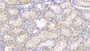 DAB staining on IHC-P; Sample: Human Kidney Tissue; Primary Ab: 10ug/ml Mouse Anti-Human BMP7 Antibody Second Ab: 2ug/mL HRP-Linked Caprine Anti-Mouse IgG Polyclonal Antibody