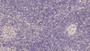 DAB staining on IHC-P; Sample: Human Spleen Tissue; Primary Ab: 30ug/ml Mouse Anti-Human TNFRSF5 Antibody Second Ab: 2ug/mL HRP-Linked Caprine Anti-Mouse IgG Polyclonal Antibody