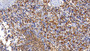 DAB staining on IHC-P; Sample: Human Spleen Tissue; Primary Ab: 20ug/ml Mouse Anti-Human IBA1 Antibody Second Ab: 2ug/mL HRP-Linked Caprine Anti-Mouse IgG Polyclonal Antibody