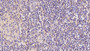 DAB staining on IHC-P; Sample: Human Spleen Tissue; Primary Ab: 20ug/ml Mouse Anti-Human NB1 Antibody Second Ab: 2ug/mL HRP-Linked Caprine Anti-Mouse IgG Polyclonal Antibody