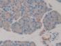 DAB staining on IHC-P; Sample: Rat Pancreas Tissue; Primary Ab: 30ug/ml Mouse Anti-Rat IL1a Antibody Second Ab: 2ug/mL HRP-Linked Caprine Anti-Mouse IgG Polyclonal Antibody
