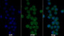 AF488 staining on IF; Sample: RAW264.7 cell; Primary Ab: 10ug/ml Mouse Anti-Rat IL1b Antibody; Second Ab: 2ug/ml AF488-Linked Caprine Anti-Mouse IgG Polyclonal Antibody