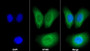 AF488 staining on IF; Sample: Hela cell; Primary Ab: 20ug/ml Mouse Anti-Human BMP7 Antibody; Second Ab: 2ug/ml AF488-Linked Caprine Anti-Mouse IgG Polyclonal Antibody