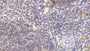 DAB staining on IHC-P; Sample: Human Spleen Tissue; Primary Ab: 30ug/ml Mouse Anti-Human MAPRE1 Antibody Second Ab: 2ug/mL HRP-Linked Caprine Anti-Mouse IgG Polyclonal Antibody