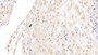 DAB staining on IHC-P; Sample: Human Placenta Tissue; Primary Ab: 10ug/ml Mouse Anti-Human EGFR Antibody Second Ab: 2ug/mL HRP-Linked Caprine Anti-Mouse IgG Polyclonal Antibody