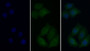 FITC staining on IF; Samples: Human MCF7 cell; Primary Ab: 20ug/ml Mouse Anti-Human EGFR Antibody Second Ab: 1ug/ml FITC-Linked Caprine Anti-Mouse IgG Polyclonal Antibody