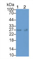 Western Blot; Sample: Lane1: 293T cell lysate; Lane2: MCF7 cell lysate Primary Ab: 3ug/ml Mouse Anti-Human TK1 Antibody Second Ab: 0.2ug/mL HRP-Linked Rabbit Anti-Mouse IgG Polyclonal Antibody