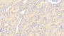 DAB staining on IHC-P; Sample: Human Kidney Tissue; Primary Ab: 10ug/ml Mouse Anti-Human MIg Antibody Second Ab: 2ug/mL HRP-Linked Caprine Anti-Mouse IgG Polyclonal Antibody