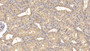 DAB staining on IHC-P; Sample: Human Kidney Tissue; Primary Ab: 10ug/ml Mouse Anti-Human WNT4 Antibody; Second Ab: 2ug/mL HRP-Linked Caprine Anti-Mouse IgG Polyclonal Antibody