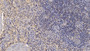 DAB staining on IHC-P; Sample: Human Spleen Tissue; Primary Ab: 10ug/ml Mouse Anti-Human WNT4 Antibody; Second Ab: 2ug/mL HRP-Linked Caprine Anti-Mouse IgG Polyclonal Antibody