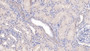 DAB staining on IHC-P; Sample: Human Kidney Tissue; Primary Ab: 20ug/ml Mouse Anti-Human SFRP1 Antibody; Second Ab: 2ug/mL HRP-Linked Caprine Anti-Mouse IgG Polyclonal Antibody