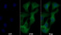 AF488 staining on IF; Sample: Hela cell; Primary Ab: 30ug/ml Mouse Anti-Human SFRP1 Antibody; Second Ab: 2ug/ml AF488-Linked Caprine Anti-Mouse IgG Polyclonal Antibody