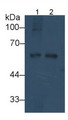 Western Blot; Sample: Lane1: Porcine Liver lysate; Lane2: Porcine Heart lysate Primary Ab: 2ug/ml Mouse Anti-Human Visfatin Antibody Second Ab: 0.2ug/mL HRP-Linked Caprine Anti-Mouse IgG Polyclonal Antibody