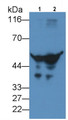 Western Blot; Sample: Lane1: Human Serum; Lane2: Human Plasma Primary Ab: 2ug/ml Mouse Anti-Human a1AT Antibody Second Ab: 0.2ug/mL HRP-Linked Caprine Anti-Mouse IgG Polyclonal Antibody