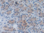 DAB staining on IHC-P; Sample: Rat Stomach Tissue; Primary Ab: 20ug/ml Mouse Anti-Rat NAP3 Antibody Second Ab: 2ug/mL HRP-Linked Caprine Anti-Mouse IgG Polyclonal Antibody