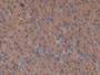 DAB staining on IHC-P; Sample: Rat Stomach Tissue; Primary Ab: 30ug/ml Mouse Anti-Rat NAP3 Antibody; Second Ab: 2ug/mL HRP-Linked Caprine Anti-Mouse IgG Polyclonal Antibody