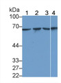 Western Blot; Sample: Lane1: Human Lung lysate; Lane2: Rat Liver lysate; Lane3: Hela cell lysate; Lane4: HepG2 cell lysate Primary Ab: 3ug/ml Mouse Anti-Human Hsp60 Antibody Second Ab: 0.2ug/mL HRP-Linked Caprine Anti-Mouse IgG Polyclonal Antibody