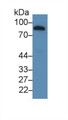 Western Blot; Sample: Human Serum Primary Ab: 3ug/ml Mouse Anti-Human GSN Antibody Second Ab: 0.2ug/mL HRP-Linked Caprine Anti-Mouse IgG Polyclonal Antibody