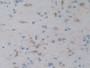 DAB staining on IHC-P; Sample: Human Brain Tissue; Primary Ab: 30ug/ml Mouse Anti-Human Hsp27 Antibody Second Ab: 2ug/mL HRP-Linked Caprine Anti-Mouse IgG Polyclonal Antibody