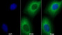 AF488 staining on IF; Sample: U2OS cell; Primary Ab: 20ug/ml Mouse Anti-Rat HSPb6 Antibody; Second Ab: 2ug/ml AF488-Linked Caprine Anti-Mouse IgG Polyclonal Antibody