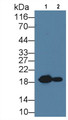 Western Blot; Sample: Lane1: Rat Heart lysate; Lane1: Rat Skeletal muscle lysate Primary Ab: 1ug/ml Mouse Anti-Rat HSPb6 Antibody Second Ab: 0.2ug/mL HRP-Linked Caprine Anti-Mouse IgG Polyclonal Antibody