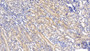 DAB staining on IHC-P; Sample: Mouse Kidney Tissue; Primary Ab: 30ug/ml Mouse Anti-Mouse DTYMK Antibody Second Ab: 2ug/mL HRP-Linked Caprine Anti-Mouse IgG Polyclonal Antibody