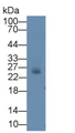 Western Blot; Sample: Mouse Colon lysate Primary Ab: 2ug/ml Mouse Anti-Mouse DTYMK Antibody Second Ab: 0.2ug/mL HRP-Linked Caprine Anti-Mouse IgG Polyclonal Antibody