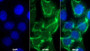 AF488 staining on IF; Sample: MCF7 cell; Primary Ab: 20ug/ml Mouse Anti-Human TRAIL Antibody; Second Ab: 2ug/ml AF488-Linked Caprine Anti-Mouse IgG Polyclonal Antibody