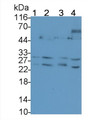 Western Blot; Sample: Lane1: MCF7 cell lysate; Lane2: A549 cell lysate; Lane3: Rat Cerebrum lysate; Lane4: Mouse Cerebrum lysate Primary Ab: 0.05ug/ml Mouse Anti-Human TRAIL Antibody Second Ab: 0.2ug/mL HRP-Linked Caprine Anti-Mouse IgG Polyclonal Antibody