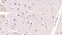 DAB staining on IHC-P; Sample: Human Cerebrum Tissue; Primary Ab: 40ug/ml Mouse Anti-Human FSTL1 Antibody; Second Ab: 2ug/mL HRP-Linked Caprine Anti-Mouse IgG Polyclonal Antibody