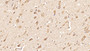 DAB staining on IHC-P; Sample: Human Cerebrum Tissue; Primary Ab: 40ug/ml Mouse Anti-Human FSTL1 Antibody Second Ab: 2ug/mL HRP-Linked Caprine Anti-Mouse IgG Polyclonal Antibody
