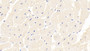 DAB staining on IHC-P; Sample: Human Cardiac Muscle Tissue; Primary Ab: 30ug/ml Mouse Anti-Human FSTL1 Antibody; Second Ab: 2ug/mL HRP-Linked Caprine Anti-Mouse IgG Polyclonal Antibody
