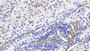 DAB staining on IHC-P; Sample: Human Kidney Tissue; Primary Ab: 20ug/ml Mouse Anti-Human BAI3 Antibody; Second Ab: 2ug/mL HRP-Linked Caprine Anti-Mouse IgG Polyclonal Antibody
