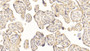 DAB staining on IHC-P; Sample: Human Placenta Tissue; Primary Ab: 30ug/ml Mouse Anti-Human SOD3 Antibody Second Ab: 2ug/mL HRP-Linked Caprine Anti-Mouse IgG Polyclonal Antibody