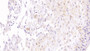 DAB staining on IHC-P; Sample: Human Placenta Tissue; Primary Ab: 40ug/ml Mouse Anti-Human SOD3 Antibody Second Ab: 2ug/mL HRP-Linked Caprine Anti-Mouse IgG Polyclonal Antibody