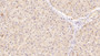 DAB staining on IHC-P; Sample: Human Liver Tissue; Primary Ab: 40ug/ml Mouse Anti-Human SOD3 Antibody; Second Ab: 2ug/mL HRP-Linked Caprine Anti-Mouse IgG Polyclonal Antibody