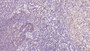 DAB staining on IHC-P; Sample: Human Spleen Tissue; Primary Ab: 40ug/ml Mouse Anti-Human SOD3 Antibody; Second Ab: 2ug/mL HRP-Linked Caprine Anti-Mouse IgG Polyclonal Antibody