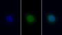 FITC staining on IF; Sample: Human Hela cell; Primary Ab: 30ug/ml Mouse Anti-Human HMGB1 Antibody Second Ab: 2ug/ml FITC-Linked Caprine Anti-Mouse IgG Polyclonal Antibody