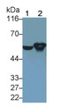 Western Blot; Sample: Lane1: Rat Cerebrum lysate; Lane2: Rat Cerebellum lysate Primary Ab: 0.1ug/ml Mouse Anti-Rat GFAP Antibody Second Ab: 0.2ug/mL HRP-Linked Caprine Anti-Mouse IgG Polyclonal Antibody