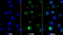 AF488 staining on IF; Sample: Raji cell; Primary Ab: 20ug/ml Mouse Anti-Human HAVCR2 Antibody; Second Ab: 2ug/ml AF488-Linked Caprine Anti-Mouse IgG Polyclonal Antibody