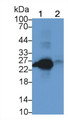 Western Blot; Sample: Lane1: Rat Spleen lysate; Lane2: Rat Thymus lysate Primary Ab: 3ug/ml Mouse Anti-Human CD3e Antibody Second Ab: 0.2ug/mL HRP-Linked Caprine Anti-Mouse IgG Polyclonal Antibody