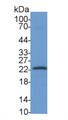 Western Blot; Sample: Jurkat cell lysate Primary Ab: 2ug/ml Mouse Anti-Human CD3e Antibody Second Ab: 0.2ug/mL HRP-Linked Caprine Anti-Mouse IgG Polyclonal Antibody